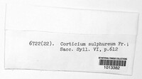Phlebiella sulphurea image